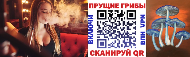 Псилоцибиновые грибы Psilocybine cubensis  Сусуман 